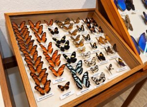 Mariposario de Machupicchu